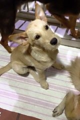 Doosan - Wirehaired Terrier + Terrier Dog