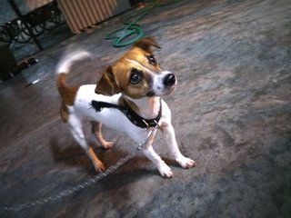 Little White - Jack Russell Terrier Dog