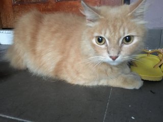 Koko - Domestic Long Hair Cat
