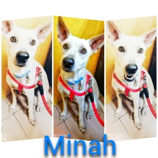 Minah Gal - Whippet Mix Dog