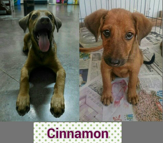 Pinky, Cinnamon, Kaya - Mixed Breed Dog
