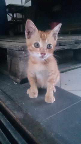 3 Kittens - Abyssinian Cat