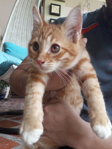 Kiwi - Persian + Domestic Medium Hair Cat