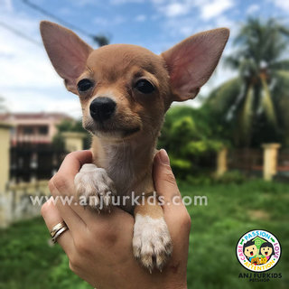 Adorable Female Smooth Coat 1chihuahua - Chihuahua Dog