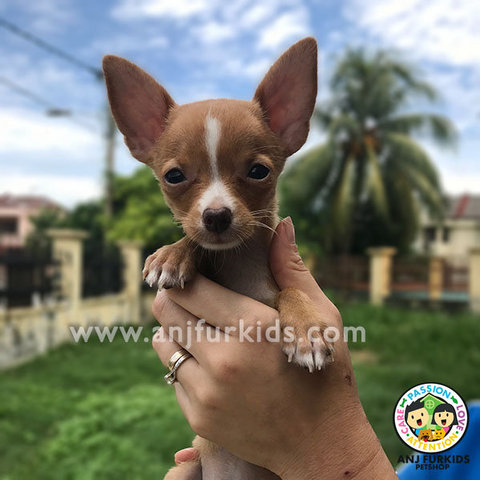 Adorable Female Smooth Coat 1chihuahua - Chihuahua Dog