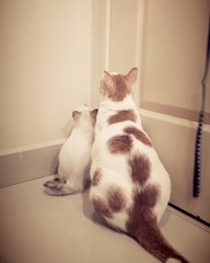 Lozzy - Domestic Short Hair Cat