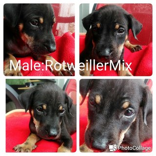 Rottieboy:rottweiler Mix - Mixed Breed Dog