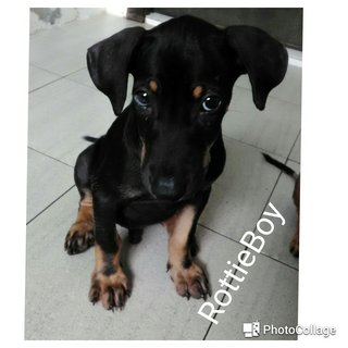 Rottieboy:rottweiler Mix - Mixed Breed Dog