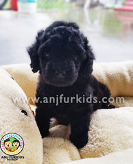 Pearl Black1 Female Tiny Toy Poodle Puppy - Poodle Dog