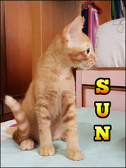Sun.....grown to be so handsome (neutered) Adopted