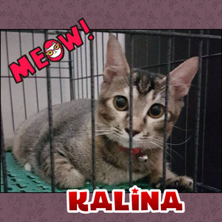 Kalina, growing to be Chubby!