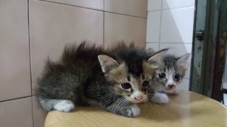 Furbie - Domestic Long Hair + Domestic Medium Hair Cat