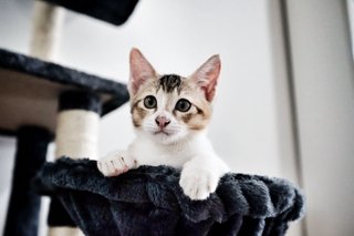 Daring Ronda loving the basket on the cat tree.