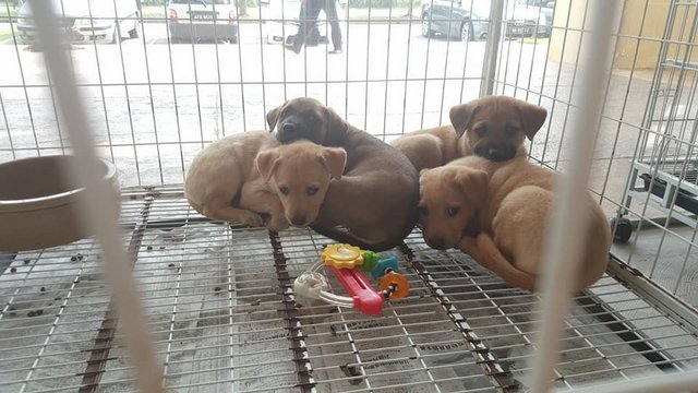 4 Puppies For Adoption - Mixed Breed Dog