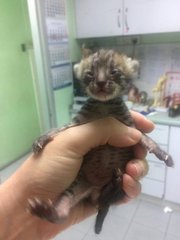 Newborn Kitten - Domestic Short Hair Cat