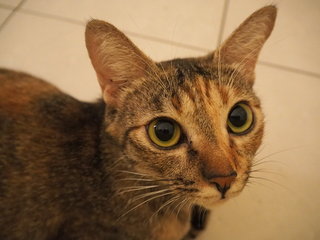 Cassia - Domestic Short Hair Cat