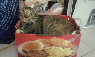 Cassia - Domestic Short Hair Cat