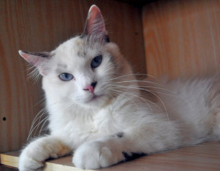 ✿fayja Blossom✿ - Ragdoll + Maine Coon Cat