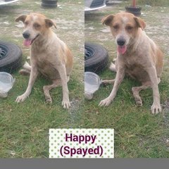 Happy - Mixed Breed Dog