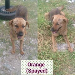 Orange - Mixed Breed Dog