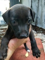 Puppies In Sg Way - Mixed Breed Dog