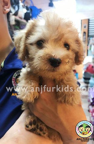 Adorable Cream Toy Poodle Female1 Pup - Poodle Dog