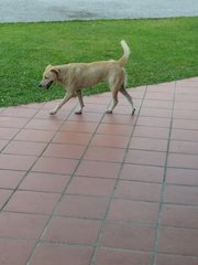 This is a male white dog. He is quite shy but super friendly and clingy when you get to know him