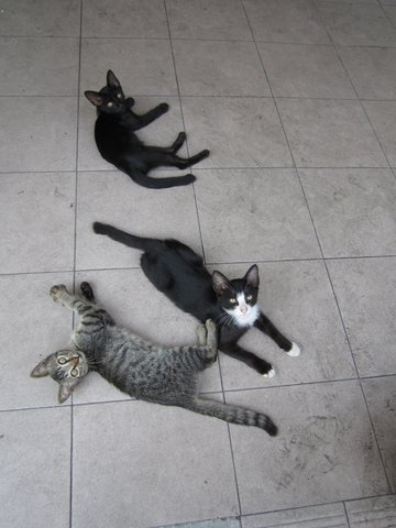 Multi Colored Cute Kittens Damansara - Domestic Medium Hair Cat
