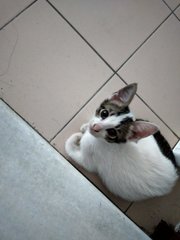 Kitten 1 - Dilute Calico Cat
