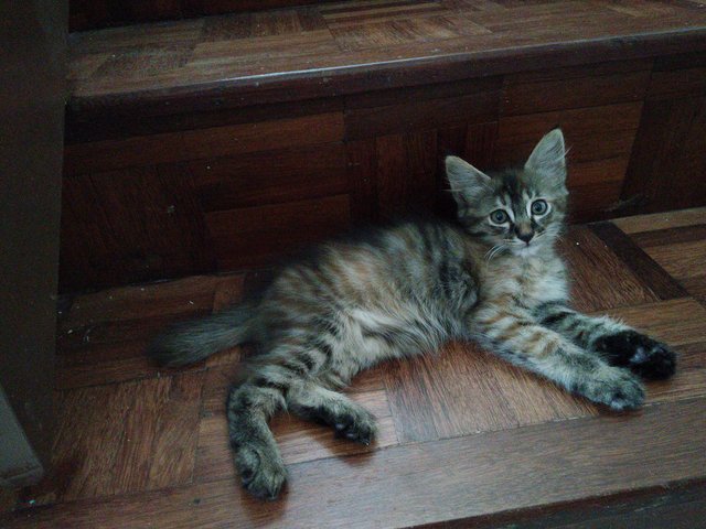 Kitten 3 - Bobtail + Siberian Cat