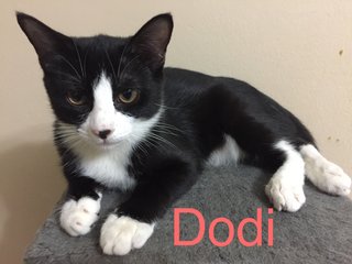 Dodi - Siamese + Persian Cat