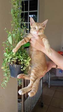 Pichuu - Domestic Short Hair Cat