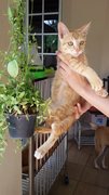 Pichuu - Domestic Short Hair Cat