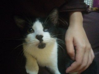 June The One-eyed Kitten - Domestic Short Hair Cat