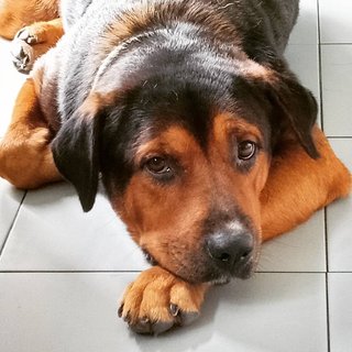 John John - Rottweiler Mix Dog