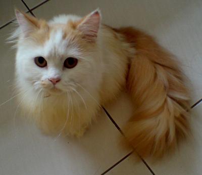 Domestic Long Hair + Calico Kitten Adopted - 9 Years 2 Months, Mao Mao ...