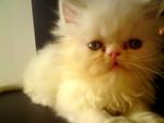 Caspi Reveira - Domestic Long Hair Cat