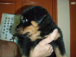 The Rock Moses - Rottweiler Dog