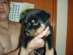 The Rock Moses - Rottweiler Dog