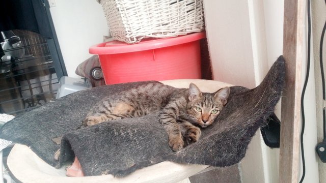 Cats For Adoption - Tabby + Domestic Short Hair Cat
