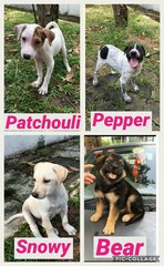 Patchouli, Pepper, (Snowy & Bear adopted)