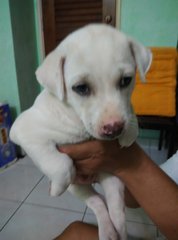 Doggie Rs1 - Mixed Breed Dog