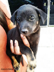 Black Female Puppy - Mixed Breed Dog