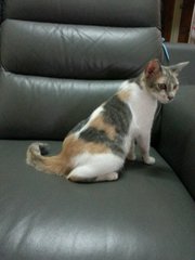 Trixxie - Dilute Calico + Domestic Medium Hair Cat
