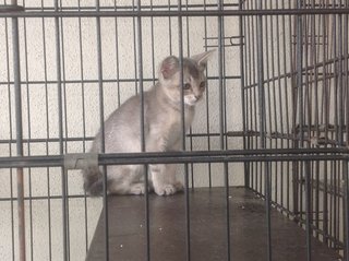 1.5 Month Little Light Grey - Domestic Short Hair Cat