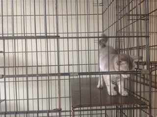 1.5 Month Little Light Grey - Domestic Short Hair Cat