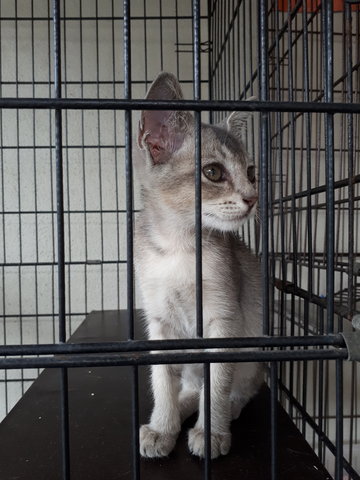 1.5 Month Little Light Grey - Domestic Short Hair Cat