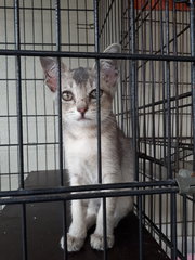 1.5 Month Little Light Grey - Domestic Short Hair Cat