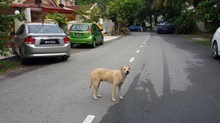 Coconut - Mixed Breed Dog