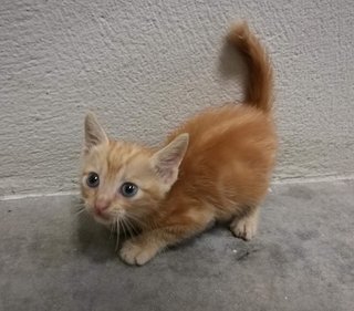 Peanut - Domestic Short Hair Cat